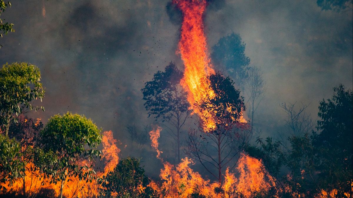 Karhutla di Prancis Sudah Melebihi Luas Paris, 1 Orang Tewas, 2.100 Petugas Dikerahkan 