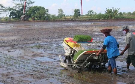 Wapres Ma'ruf Ungkap Lahan Pertanian Menyusut Imbas Alih Fungsi