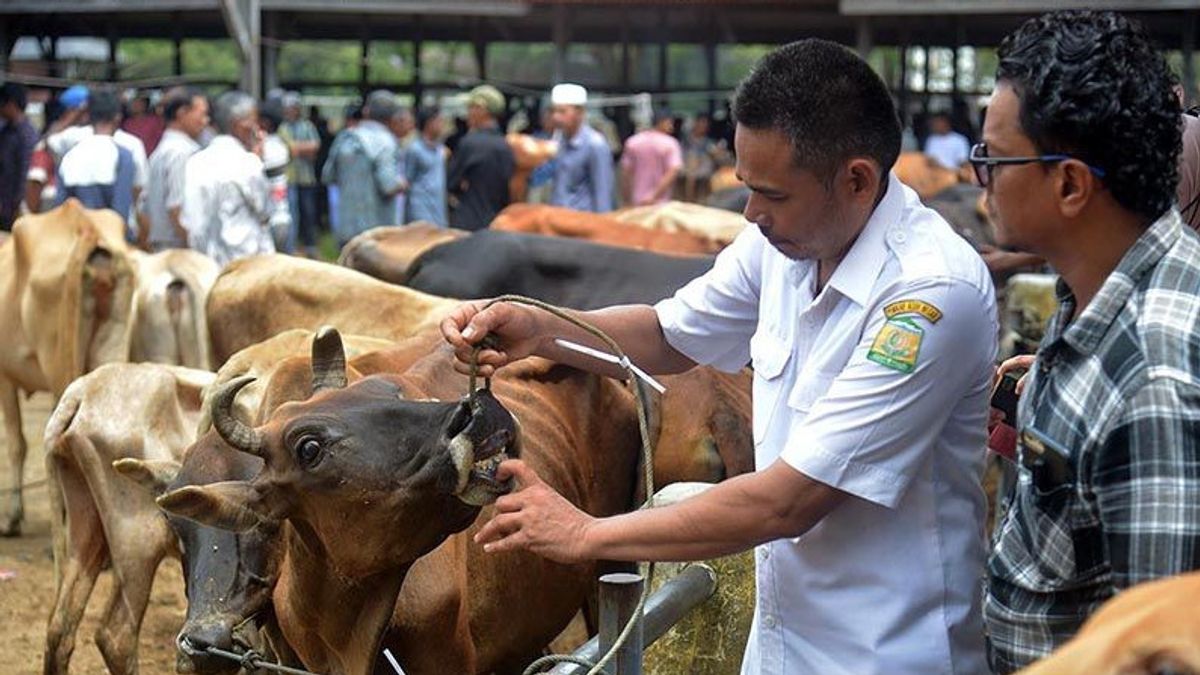 Simeulue Aceh Regency Governmentが牛、水牛、山羊を起点に犠牲の動物衛生チェックチームを派遣