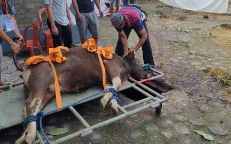 Pemprov DKI Minta Masyarakat Laporkan Temuan Hewan Kurban Sakit