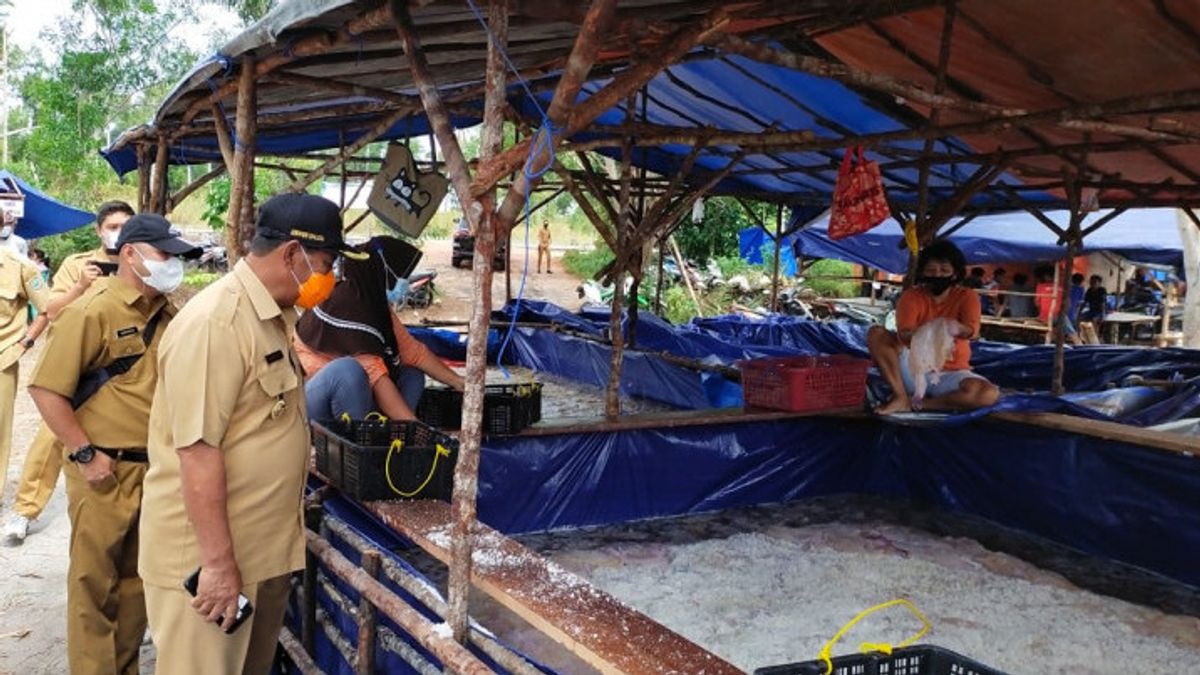 Produksi Ubur-ubur di Belitung Sebanyak 240 Ton Per Minggu, Dieskpor ke Negara-negara Besar Asia