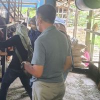 Banjarmasin Berharap Pasokan Sapi Kurban dari NTB dan NTT