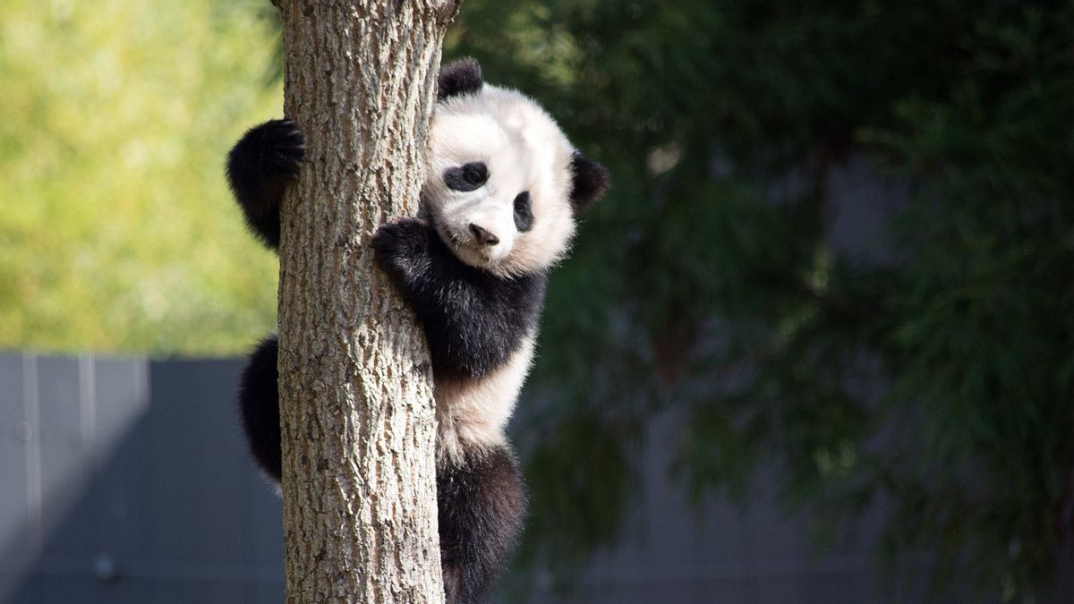 La Chine prête à emprunter un pandu géant au zoo au Japon