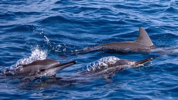 Vidéo De La Capture De Dauphins à Pacitan East Java, Prétendument Réalisée Par Des Pêcheurs Migrants