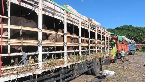 Pengiriman Sapi Kurban dari NTB-NTT Diperketat Jelang Iduladha