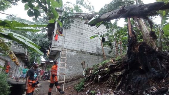 26 Pohon Tumbang di Bogor, Disperumkim Ingatkan Perumahan: Tinggi Aman Pohon 6-10 Meter  