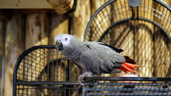 Un zoo britannique réhabilite les oiseaux gris africains pour avoir publié un certificat d'isolement