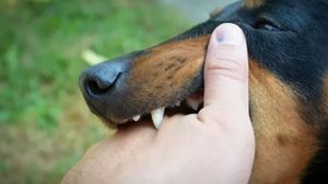 Tapanuli Utara Catat 285 Kasus Gigitan Anjing Terinfeksi Rabies