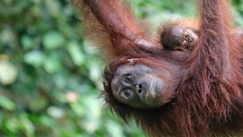 Hari Orangutan Sedunia, DPR Dorong Pemerintah Tingkatkan Konservasi Habitat