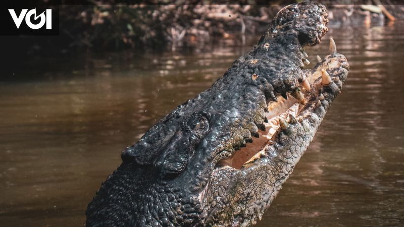 Scientists Discover New Crocodile Species That Eat Dinosaurs