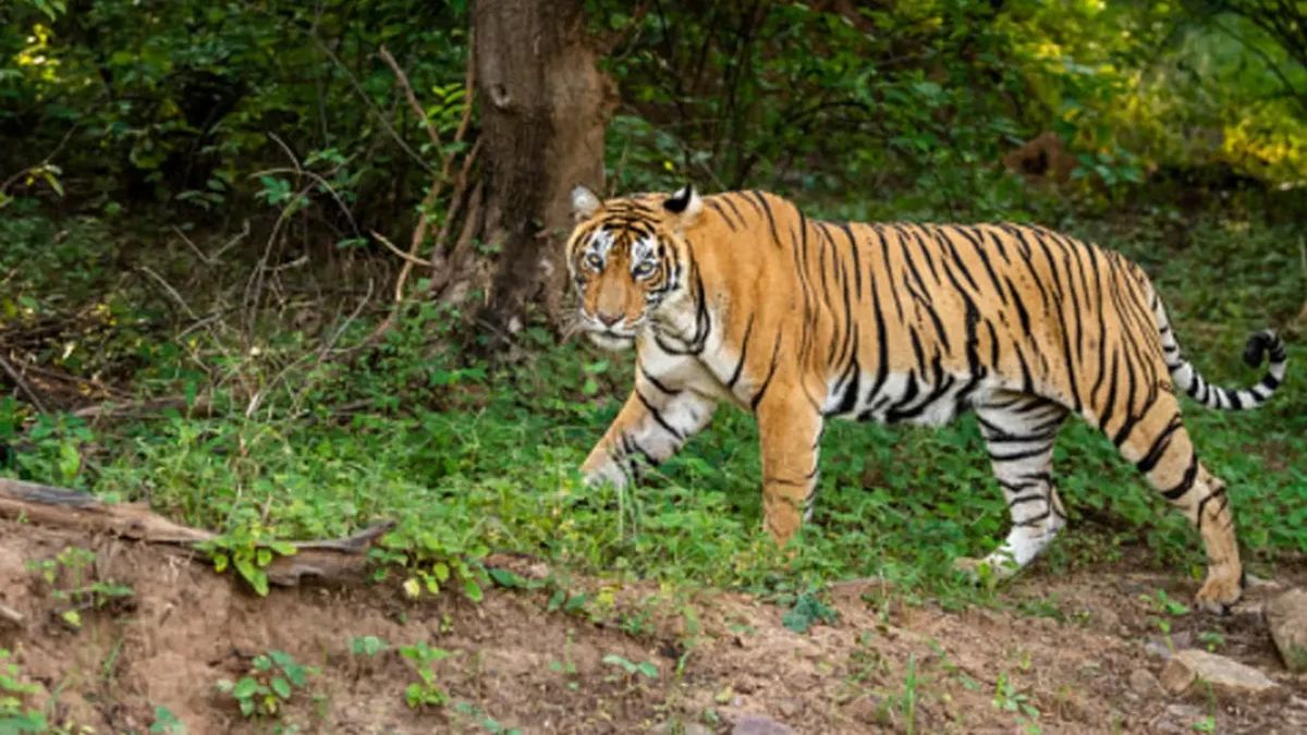 Residents Of West Lampung Asked To Be Alert After Farmers Died By Tigers While Gardening