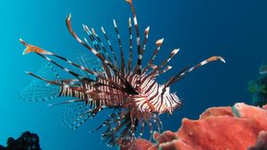 Ilmuwan Turki Khawatir Ada Invasi Lionfish di Laut Aegea