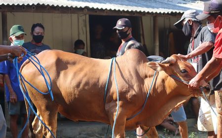 Hukum Berkurban dengan Cara Patungan, Perhatikan Syaratnya