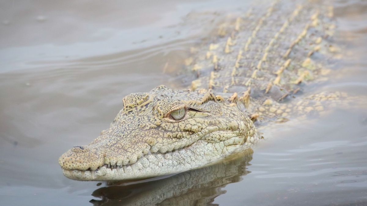 Buaya 4,2 Meter yang Terkam Remaja di Australia Ditembak Mati