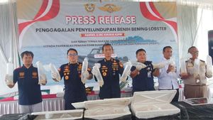 Bea Cukai Kepri Gagalkan Penyelundupan 129.965 Ekor Benih Lobster