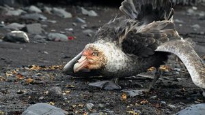 Burung di Antartika Berhenti Berkembang Biak Sejak Akhir Tahun Lalu, Ini Penyebabnya