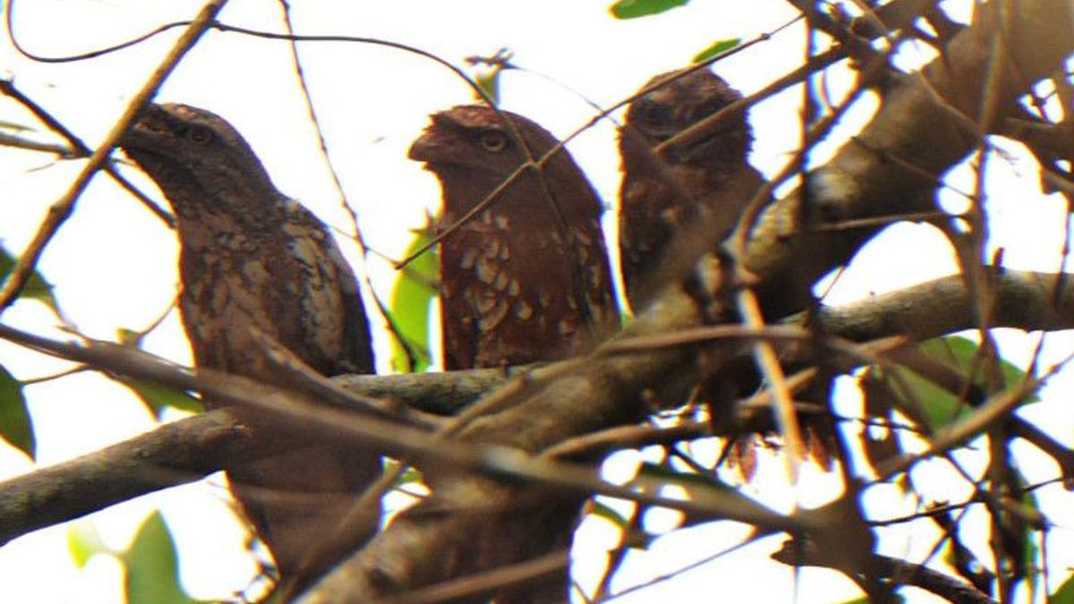 Lihat Penampakan Burung Langka 'Paruh Katak' yang Sudah Diberi Status <i>Near Threatened</i> di Pulau Curiak Kalsel