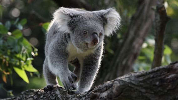 Surveiller L’activité Des Koalas Dans Les Zones Urbaines, Des Chercheurs Australiens Installent Des Caméras Avec L’IA