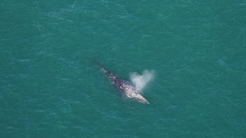 科学者たちは、18世紀に大西洋で姿を消した非常に希少な灰色のクジラの発見を確認しました