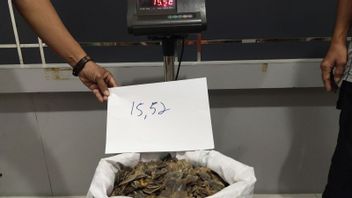 15.52 Kg Trenggiling Hendak Sisik 在西加里曼丹安全出售,Kena Penal of Biological Resources Conservation