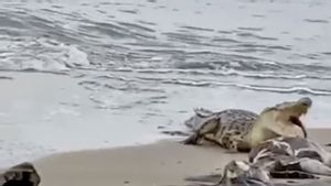 South Kalimantan BKSDA Supervises Big Crocodiles To Appear On Tanah Bumbu Beach