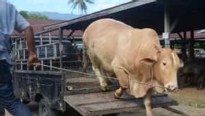 حزب الشعب المحمدي ذبح الأبقار المضحية من الرئيس جوكوي في RPH Cipulir