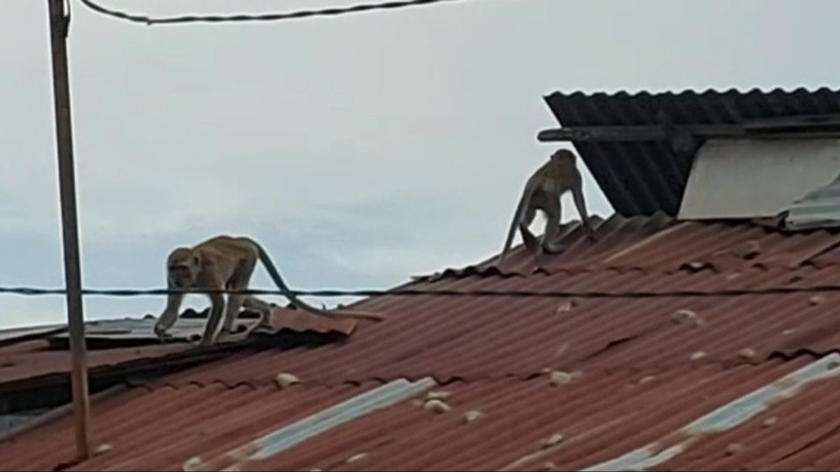 不安、サルは入植に入り、家で食べ物を取り、テビングティンギで住民を追いかける