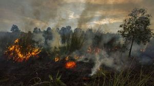 Ada Unsur Kesengajaan, Kasus Kebakaran Lahan Gambut 4 Hektare di Penajam Naik ke Penyidikan