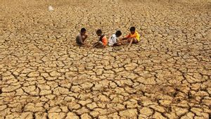 Pemerintah Siapkan 500 Ribu Hektare Lahan Antisipasi El Nino