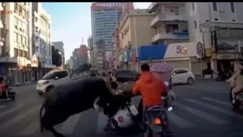 病毒水牛在中国狂暴冲击摩托车手致死，警察被迫开火