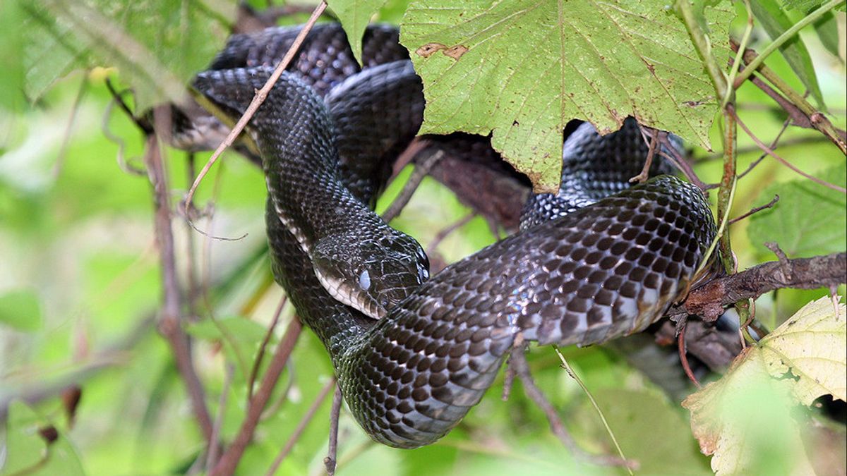 Rat Snakes Help Researchers Monitor Fukushima Nuclear Reactor Radiation