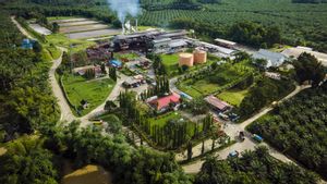 Industri Sawit Klaim Serap 17 Juta Tenaga Kerja, Dorong Ekonomi Hijau