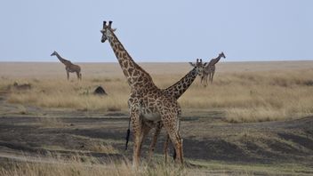 受到人类威胁，肯尼亚马赛长颈鹿搬到新家