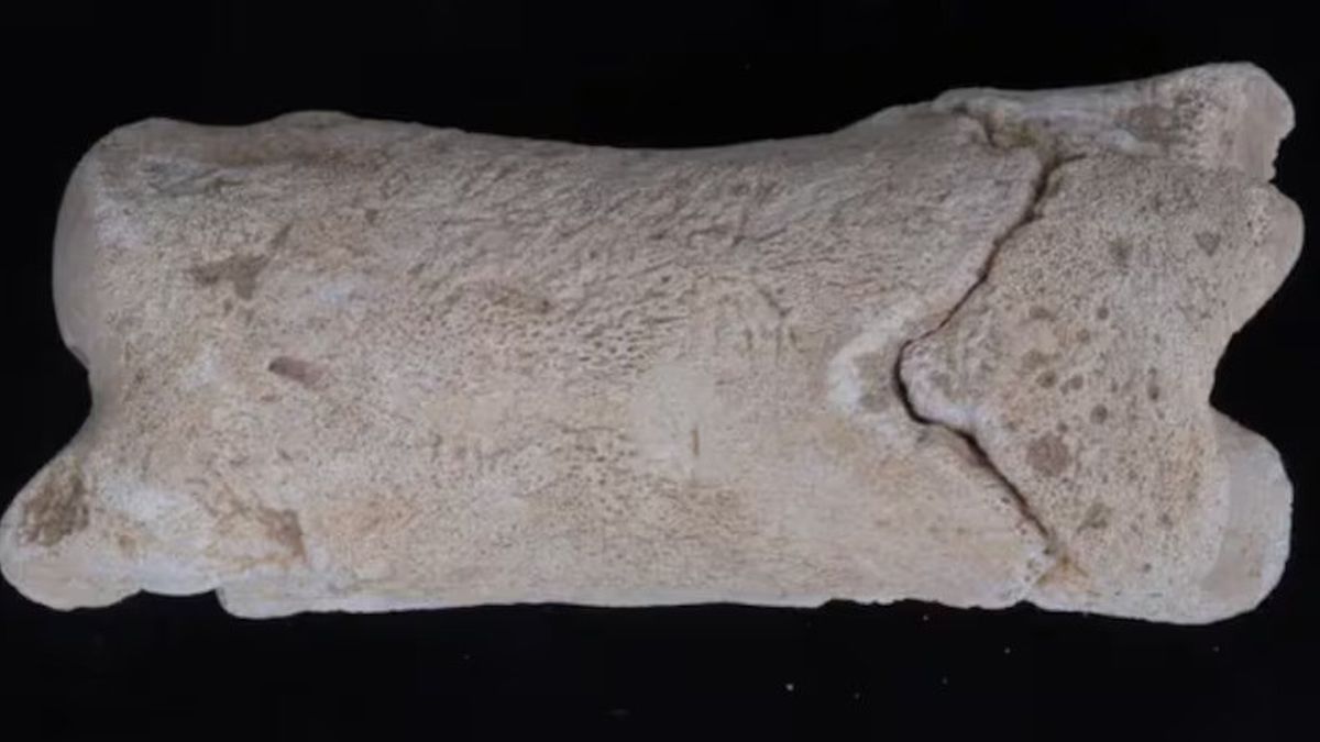 codile égyptien : 3 000 ans d'anciens héroïts découvrent des doigts d'un vache
