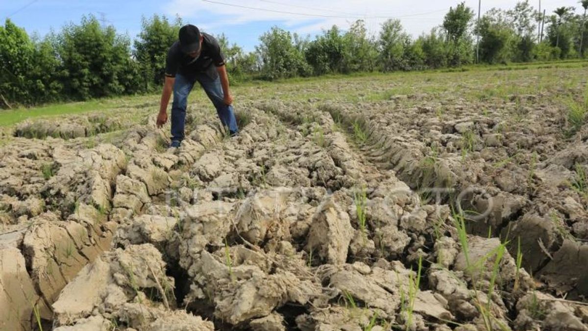 ナガン・ラヤ・アチェの43ヘクタールの田んぼが干ばつのために作物の失敗に終わった