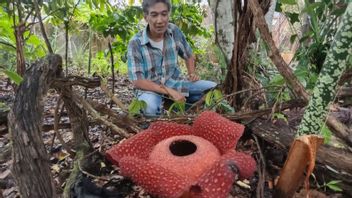 Rafflesia Flower Blooms Perfectly In The Home Page Of Agam West Sumatra Residents