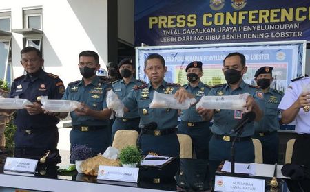 TNI AL Gagalkan Penyelundupan 466.000 Benur Lobster Senilai Rp46,7 Miliar