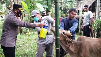 1,024 من الماشية في غرب آتشيه متأثرة بمرض الحمى القلاعية