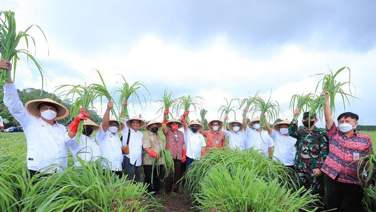 OJK Resmikan KUR Pertanian Bagi Pembudidaya Sereh Wangi di Minahasa