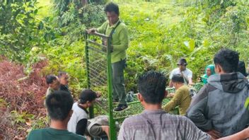 Three BKSDA Traps Can't Catch Tigers In Mukomuko