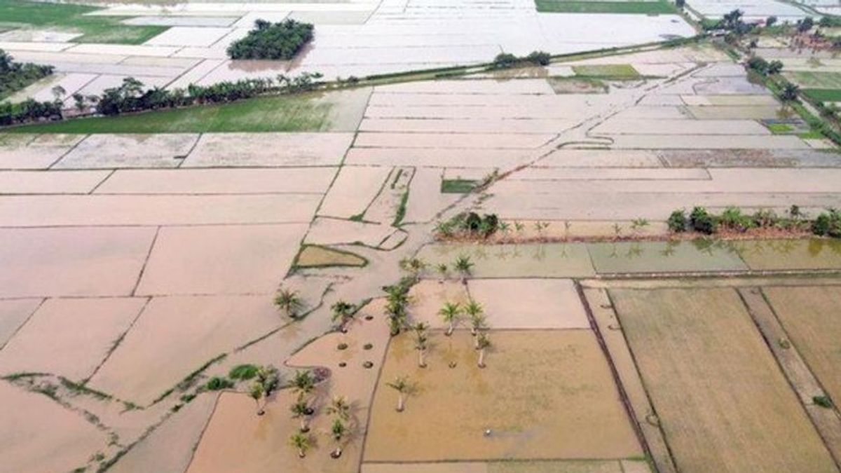 Satgas PRR Rehabilitasi Ribuan Hektare Sawah Terdampak Bencana