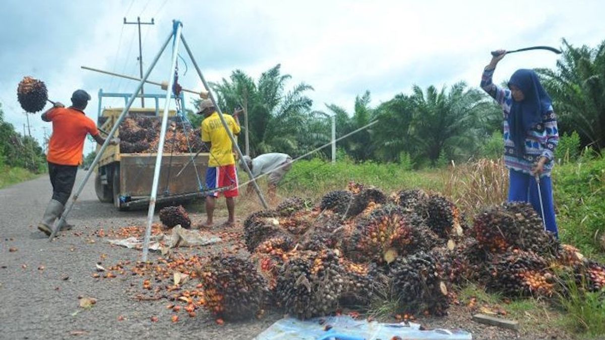 Soaring Up To 337 Percent, South Sumatra's Export Duty Receipts As Of June Reached IDR 168 Billion