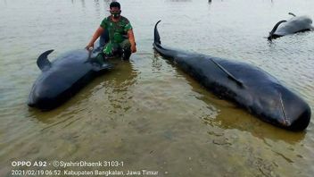 Khofifah要求Unair小组检查在Modung Bangkalan被困的数十只鲸鱼的死亡