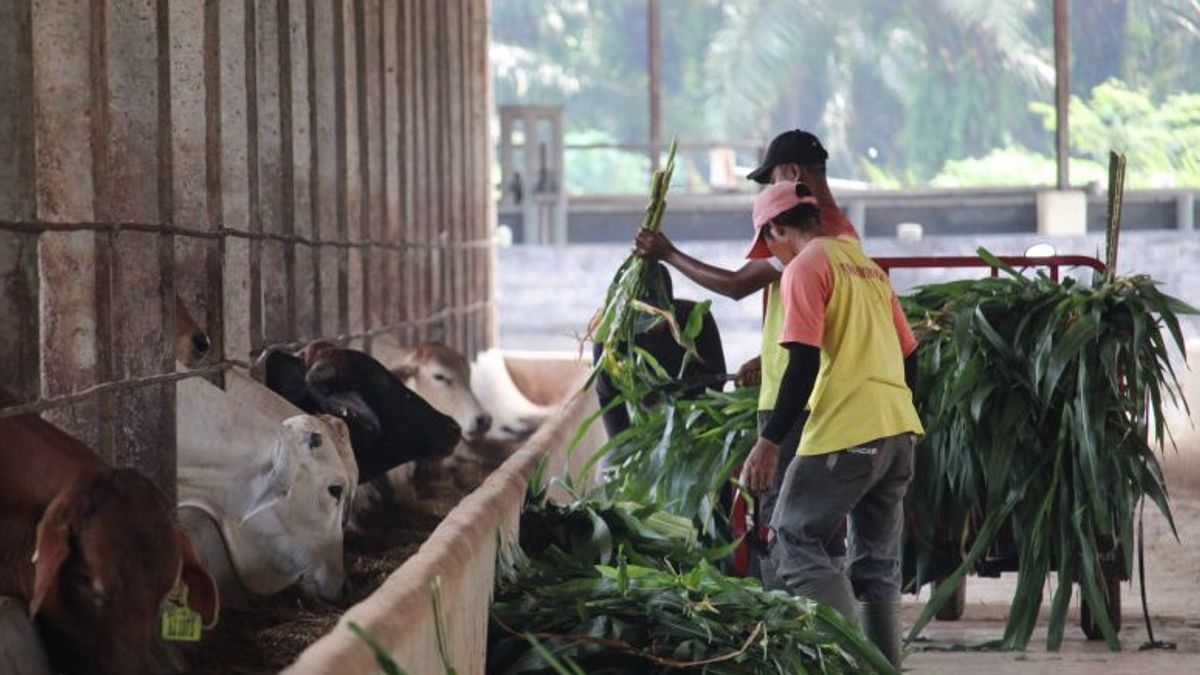 Lampung Still Waiting For PMK Vaccine Distribution For Livestock