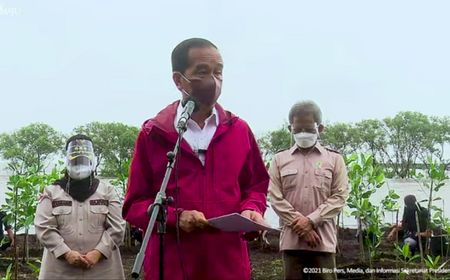 Tanam Mangrove di Bengkalis, Jokowi: Rehabilitasi Akan Terus Dilakukan di Seluruh Tanah Air