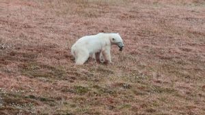 Lidah Beruang Kutub Tersangkut Kaleng, Berhasil Diselamatkan