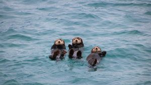 5 Alasan Mengapa Berang-berang Laut Berpegangan Tangan Ketika Tidur