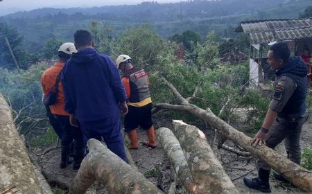 Pohon Tumbang dan Longsor Melanda Sukabumi Imbas Hujan Ekstrem