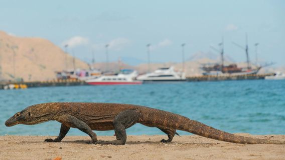 Komodo Tour from Bali: Complete Guide, Prices, and Must-Know Things