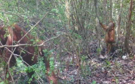 TWA Tanjung Keluang Jadi Lokasi Baru Konservasi Orangutan Kalteng